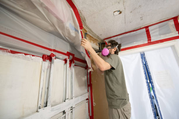 Chevy Chase View, MD Mold Removal Company